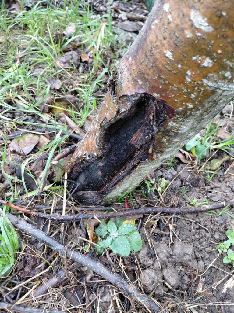 Is this fungal damage or normal damage?