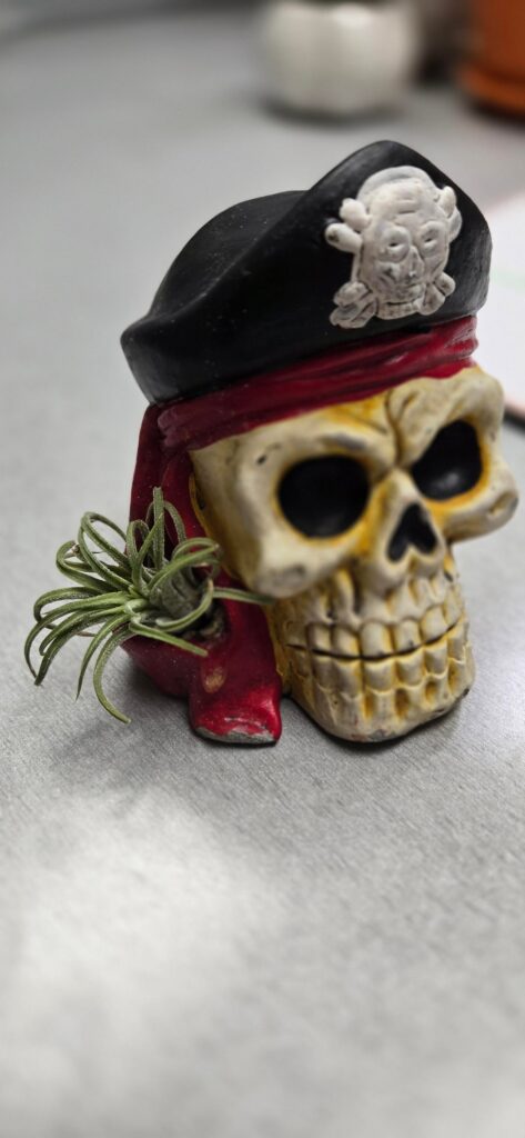 Did I just kill this air plant?