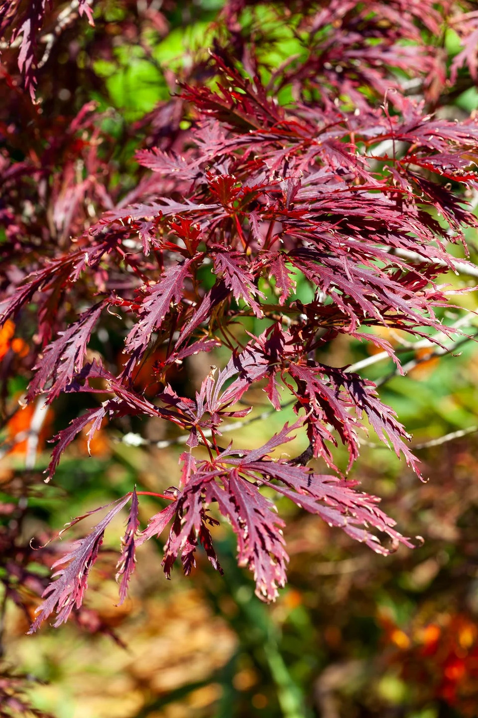 a close up of an acer palmatum dissectum garnet, with purple leaves and green shrubbery behind it