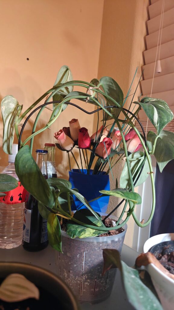 Philodendron?