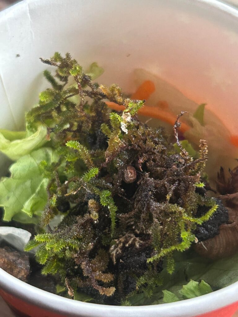 What is this moss-esque thing called What is this moss-esque thing called