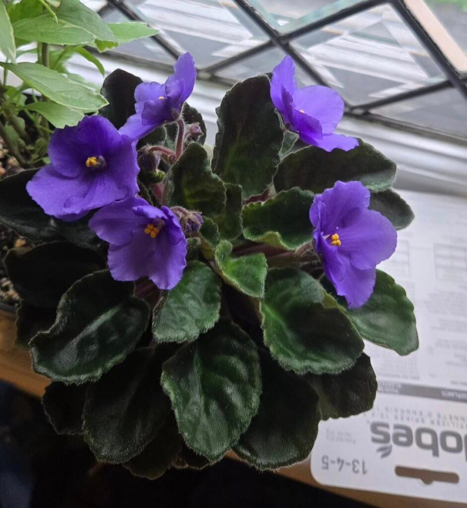 Need help/tips on hybridizing two violets