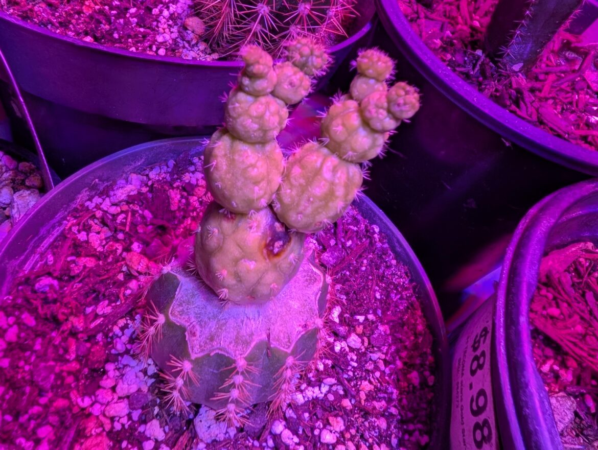 Showed up on my balls...