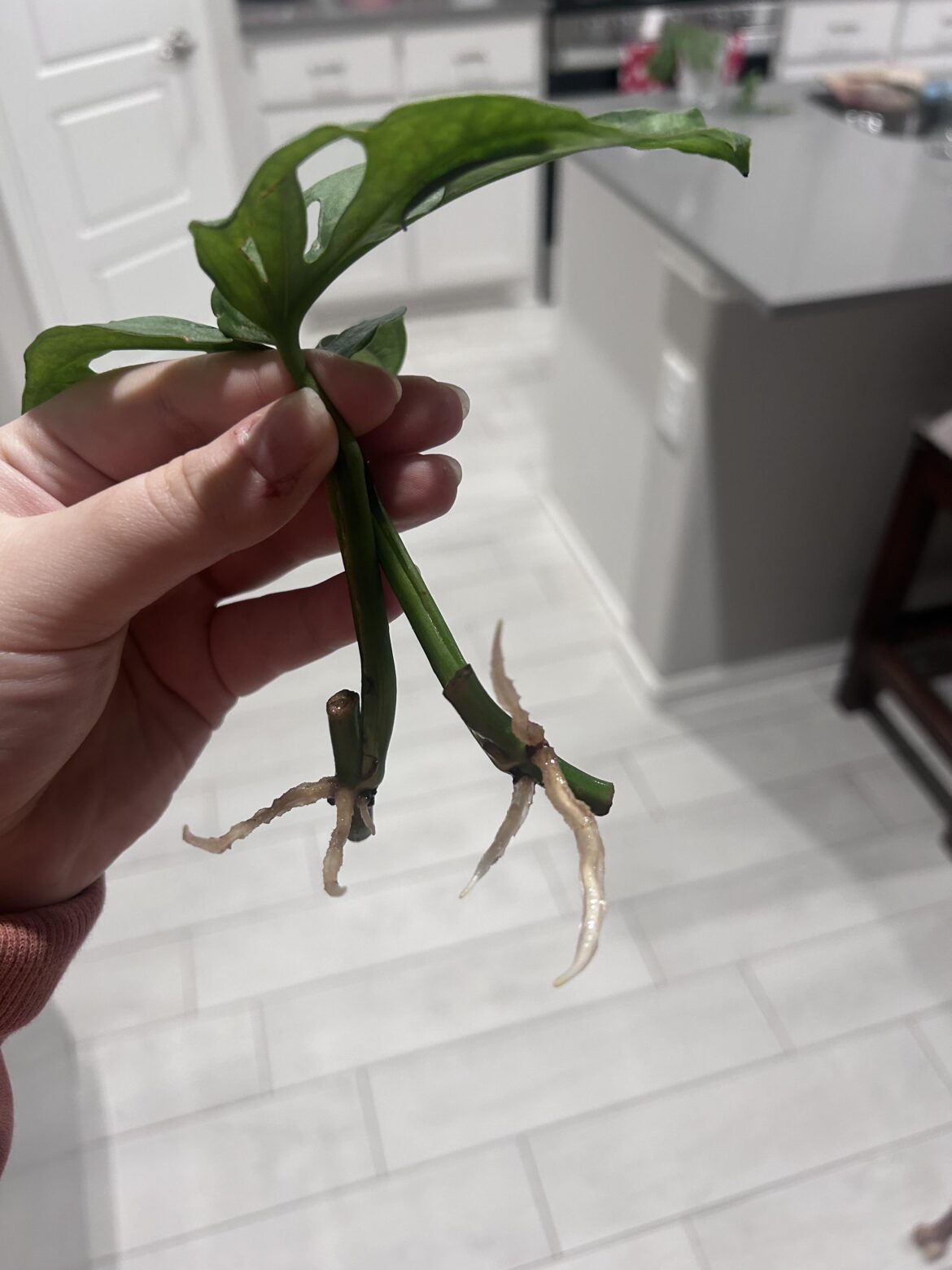 When do a pot props in soil??