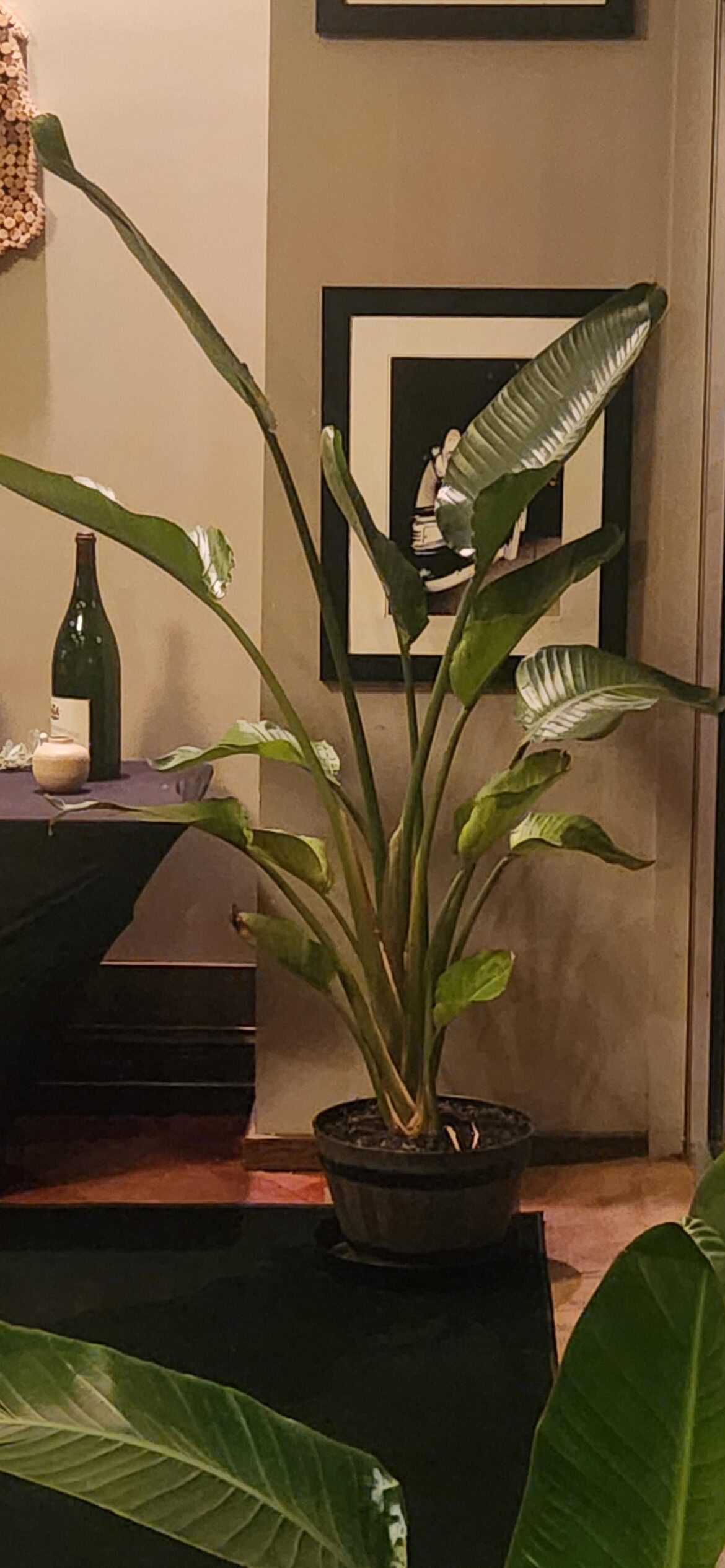 Gave my tineke & ruby chlamydia, now how do I ruin this thing?