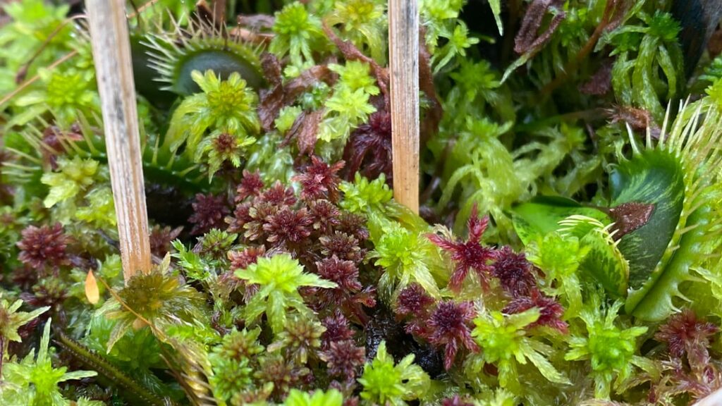 My Sphagnum is loving the warm winter!