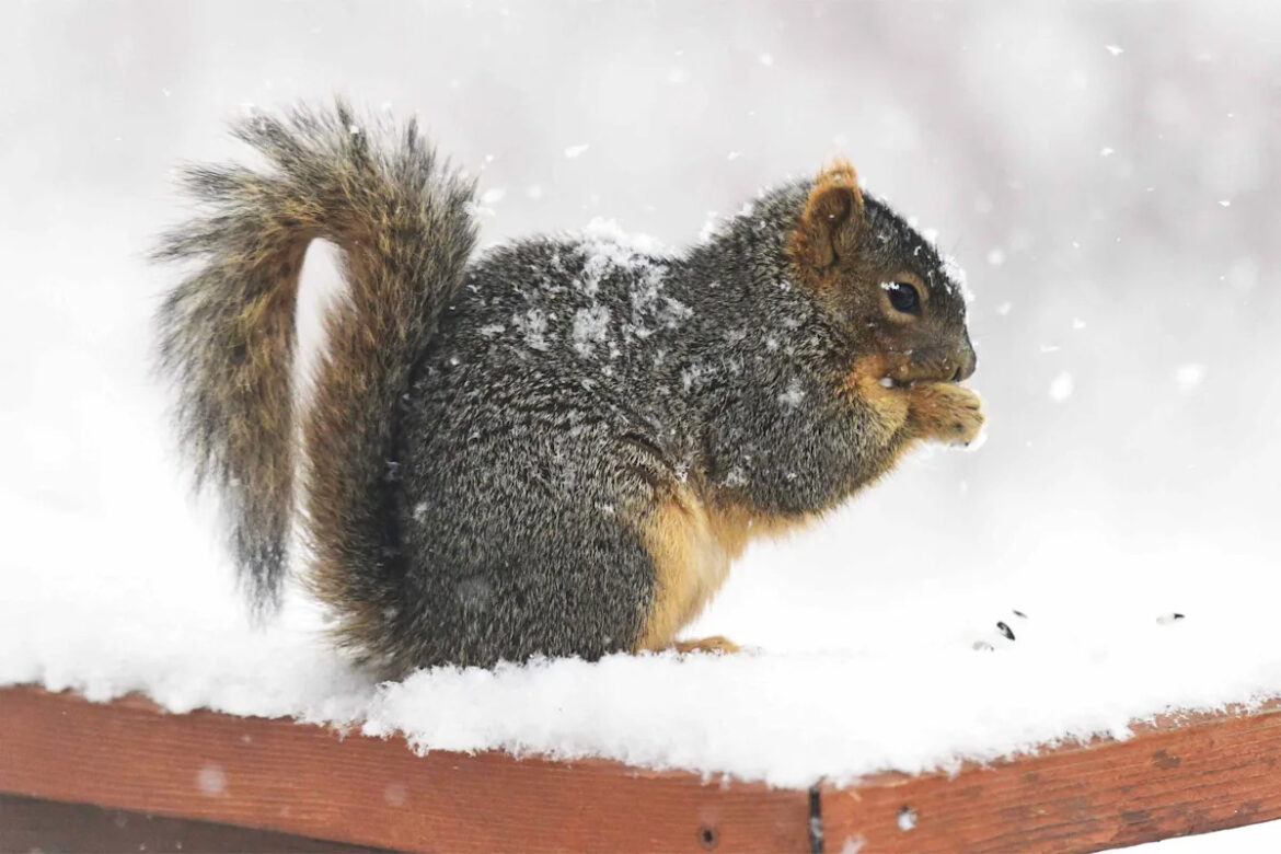 4 Natural Ways to Keep Squirrels Out of Your Winter Garden Beds Yahoo lifestyle home