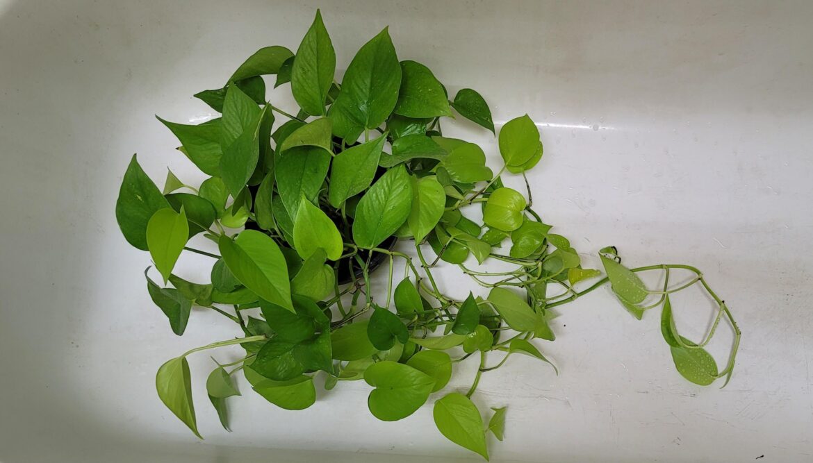 Saving my EXTREMELYrare pathos!!