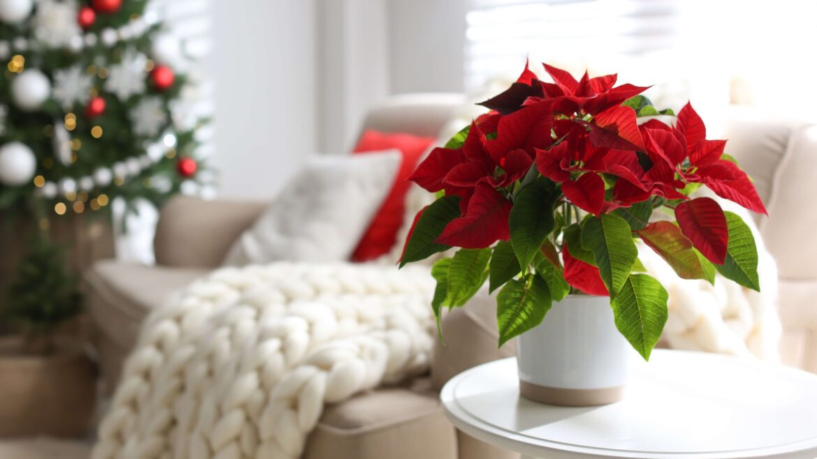 I'm on a last-ditch effort to save my poinsettia — I asked an expert what to do