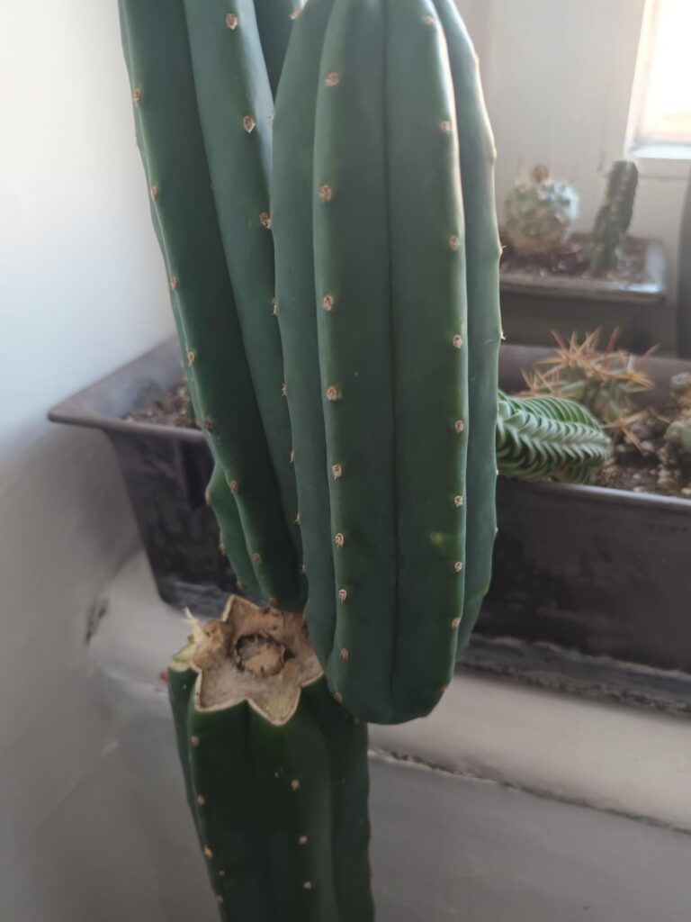 Did i get scammed? Did i get scammed?