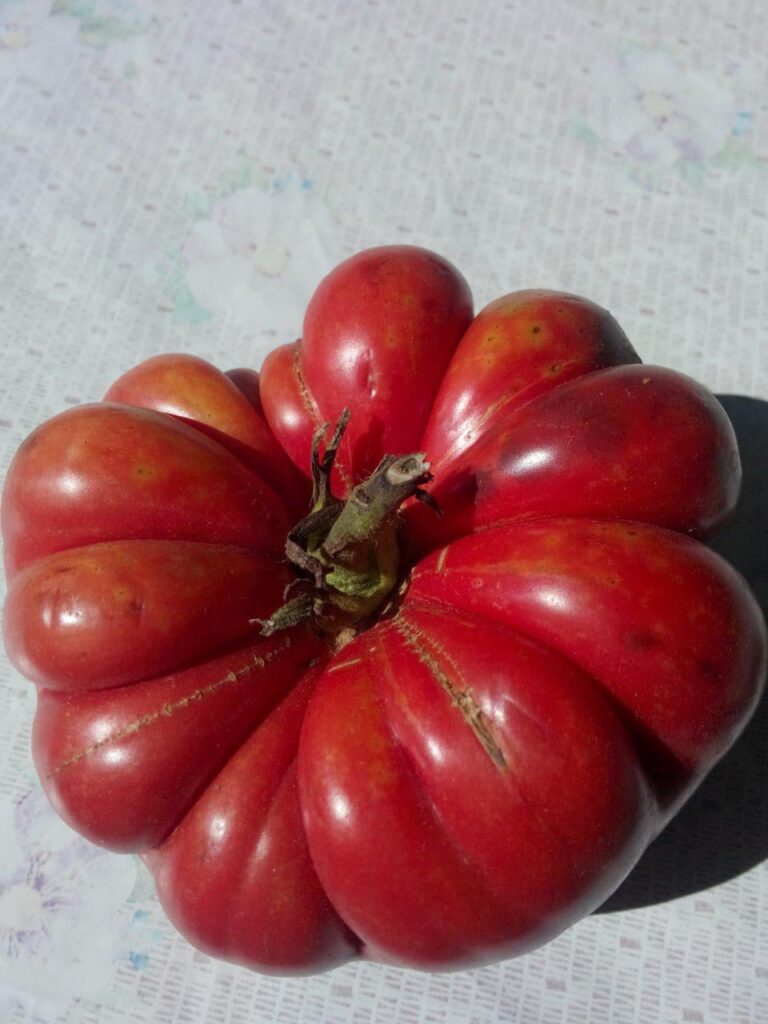 Weight ~ 550 g(1.2 lb) Tomato - Oxheart "Cuore di Bue"