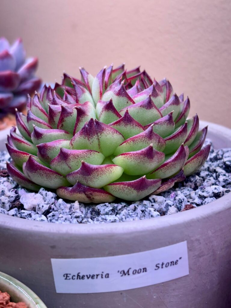 How rare is this?? My single rosette became two headed! 🤯 How rare is this?? My single rosette became two headed! 🤯