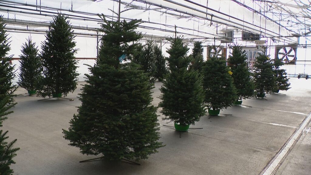 Colorado garden center giving away free Christmas trees