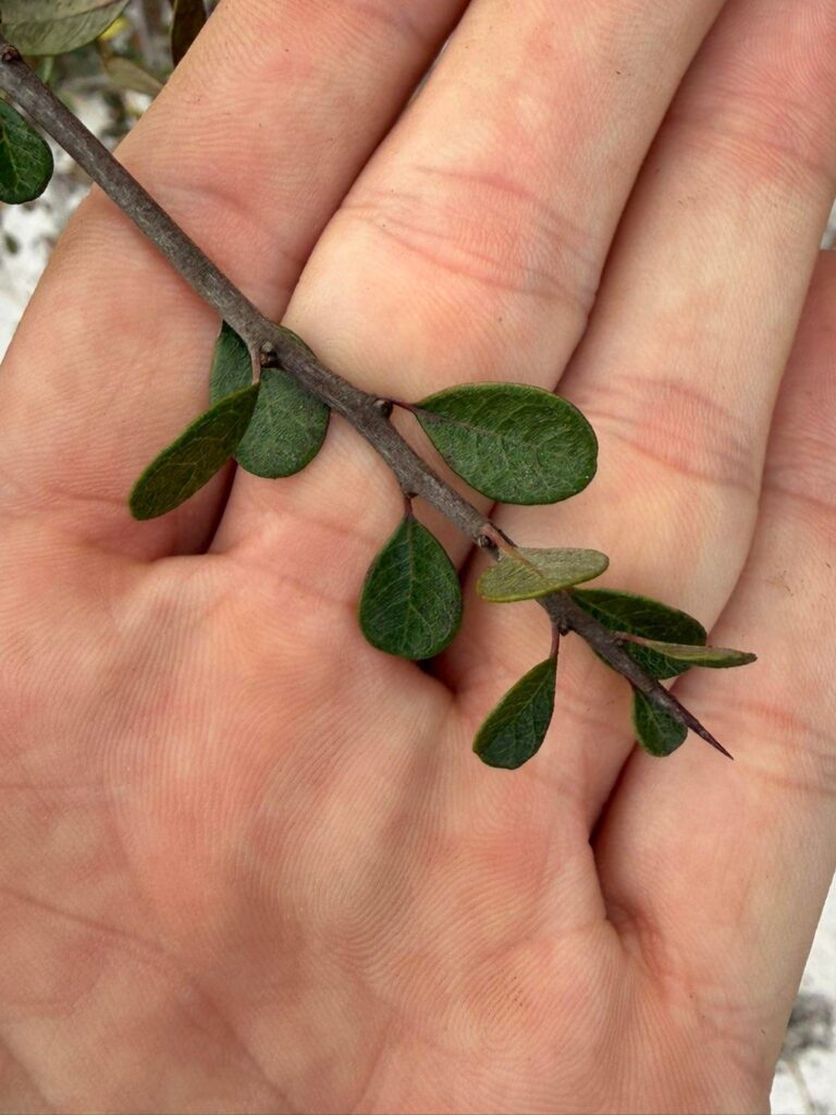 Central Florida Scrub. Shrub about 4 ft tall, lot of thorns.