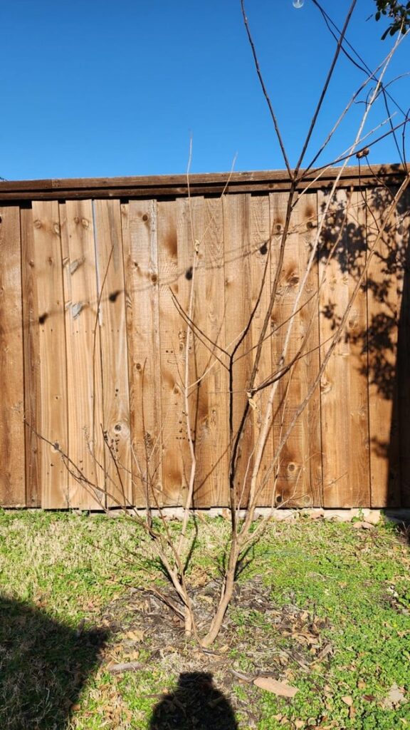 Should I “restart” this Natchez Crepe Myrtle? Unbalanced trunks growing at different rates it seems like. Should I "restart" this Natchez Crepe Myrtle? Unbalanced trunks growing at different rates it seems like.