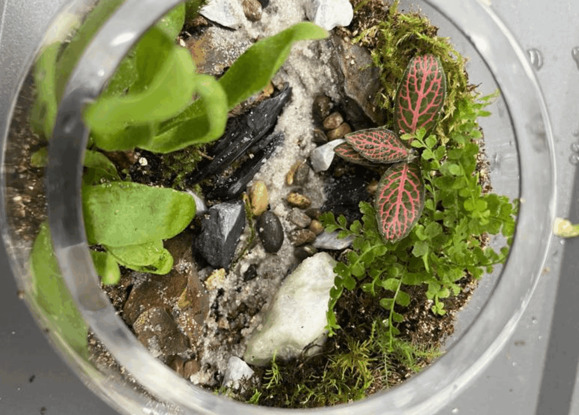 Made my first terrarium!