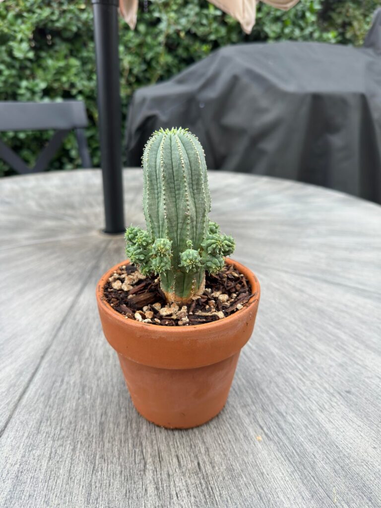 Help ID’ing this Euphorbia