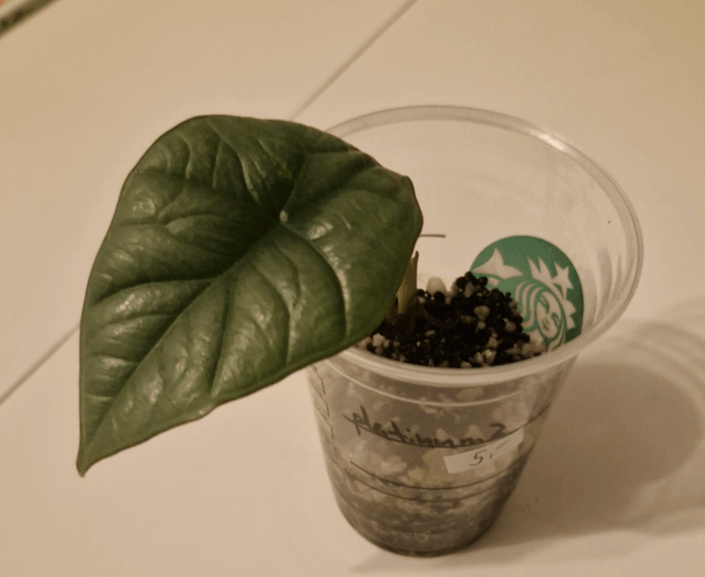 Progress since spring on my Alocasia Platinum