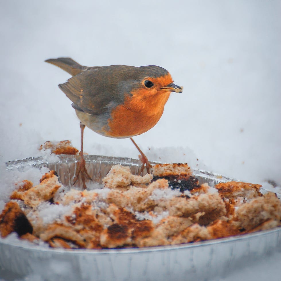 Robin Redbreast Foraging In Snow european robin erithacus rubecula feeding on household scraps left in snowy garden winter background, northern england christmas card scene