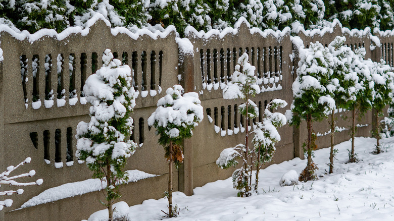 Snow-covered fence behind young snow-covered trees