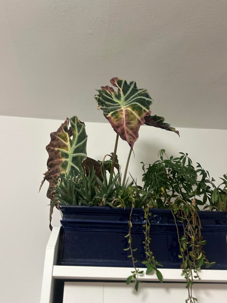 Plant wilting and leaves changing color