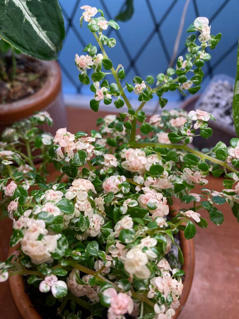 I didn’t know how badly I needed one of these until now having one.