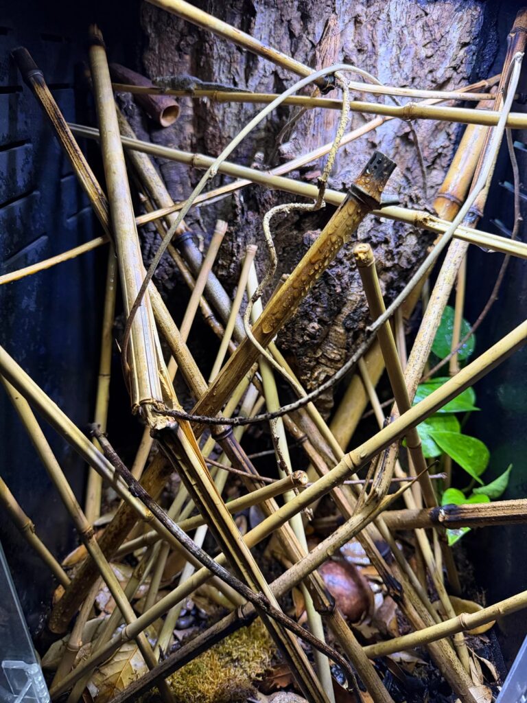 Any tips on bettering my E. Vieillardi’s enclosure?