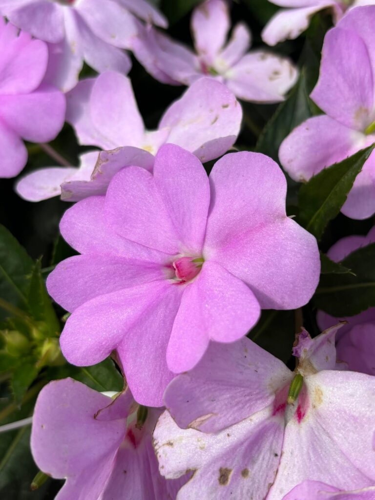 A single flower species blooms in four colors—how magical.