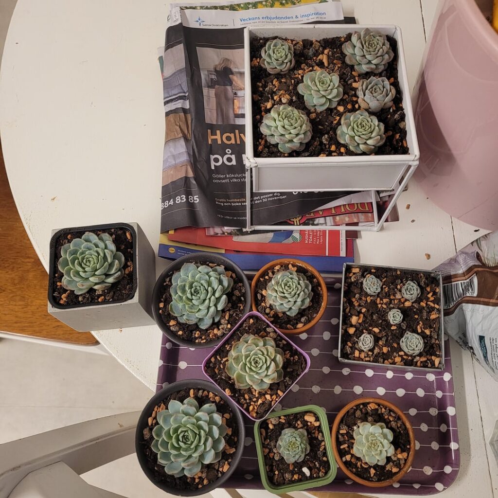 I bought ten Echeveria Monroe hybrid seeds from Etsy this spring. This is what happened… I bought ten Echeveria Monroe hybrid seeds from Etsy this spring. This is what happened...