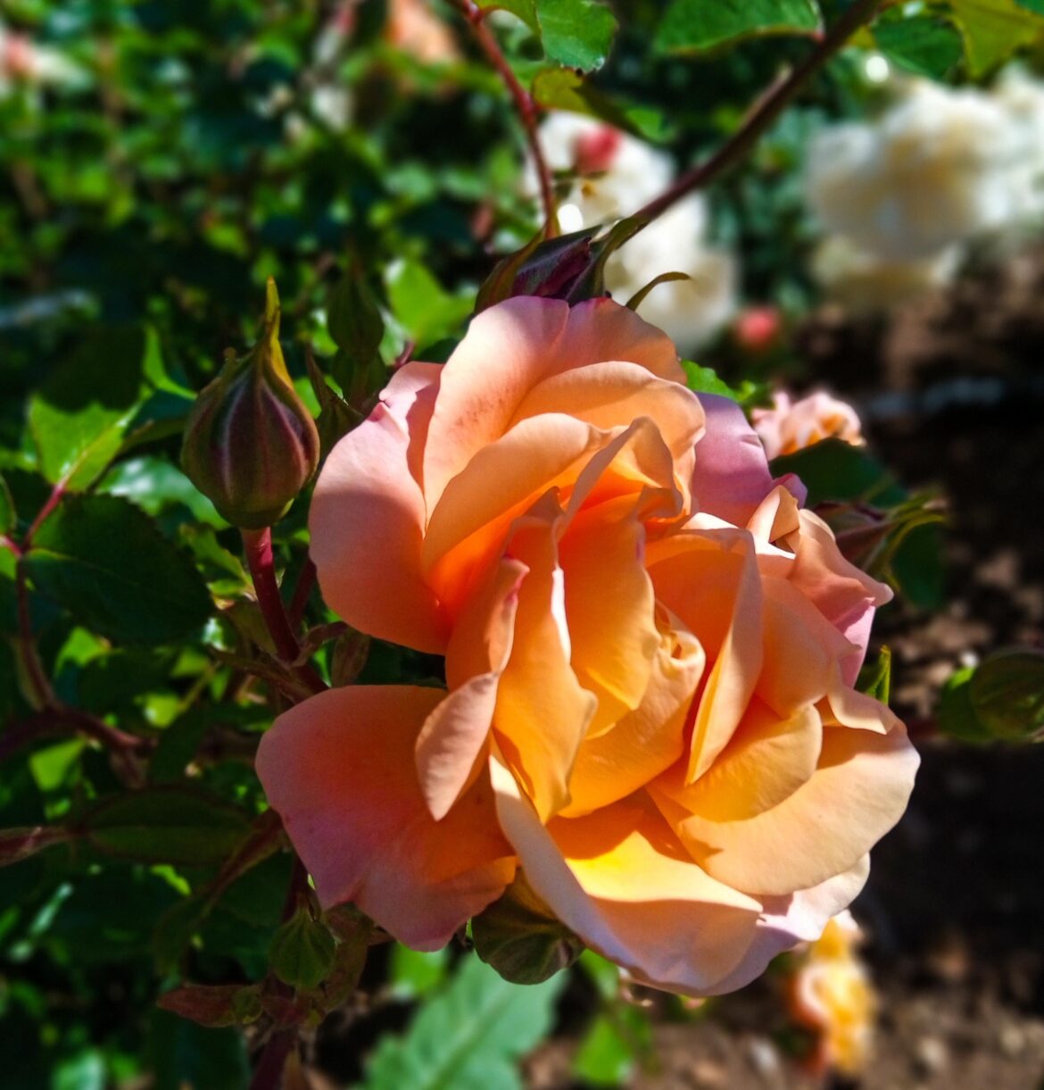 The beauty of a flower