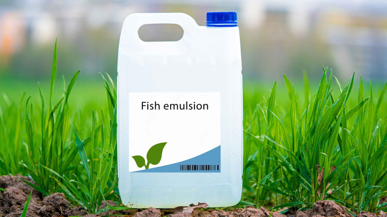 A bottle of fish emulsion for the garden