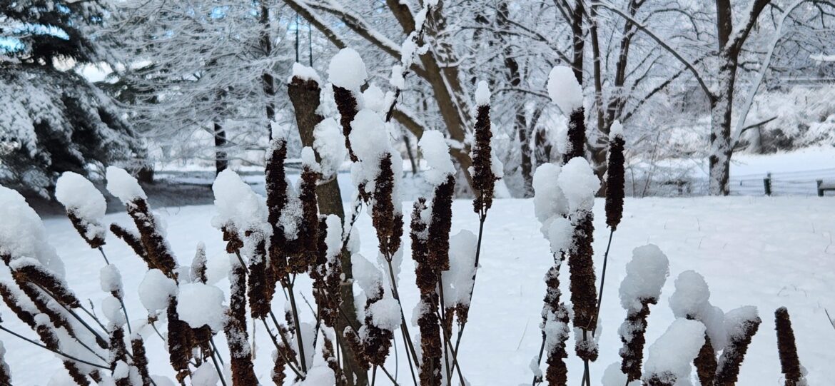 Anise hyssop snow hats