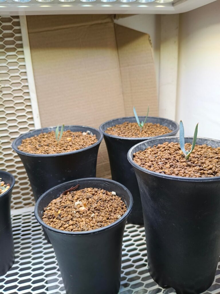 Tried to germinate another Welwitschia seeds, only 30% rate. (skill issues) But this one is really odd because it has no leaf? I don’t know what happened to it, seems like it leaves broke or something but the root is still growing since the last few days. Tried to germinate another Welwitschia seeds, only 30% rate. (skill issues) But this one is really odd because it has no leaf? I don't know what happened to it, seems like it leaves broke or something but the root is still growing since the last few days.