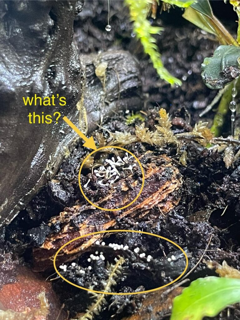Please help identify spores (?), part 2, sort of