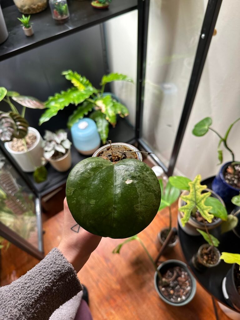 First Hoya