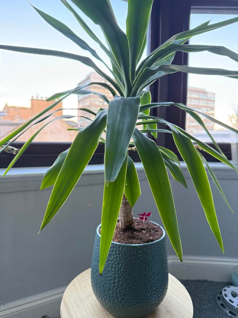 Mystery plant in my yuccas pot