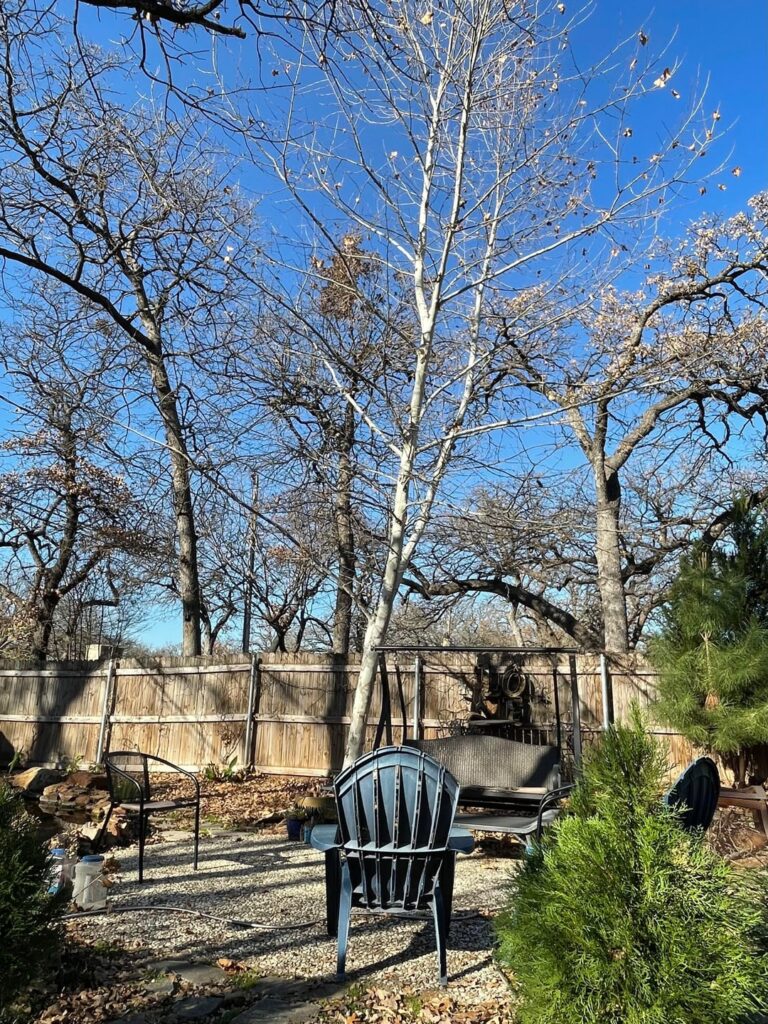 American Sycamore Tree Trimming Advice American Sycamore Tree Trimming Advice