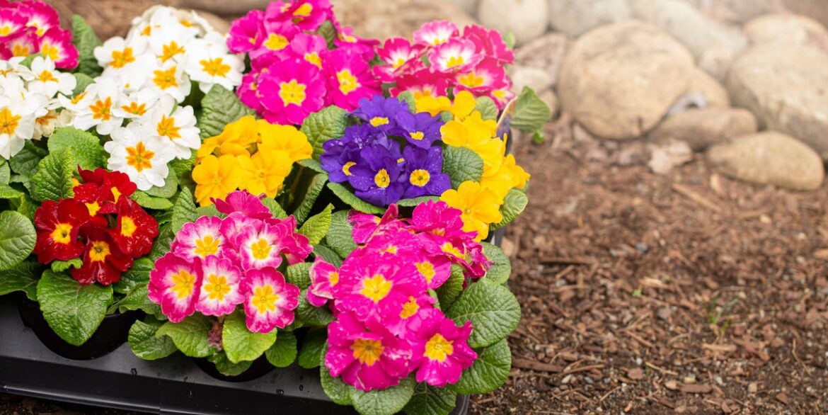 10 Stunning Flowers That Actually Bloom in Winter