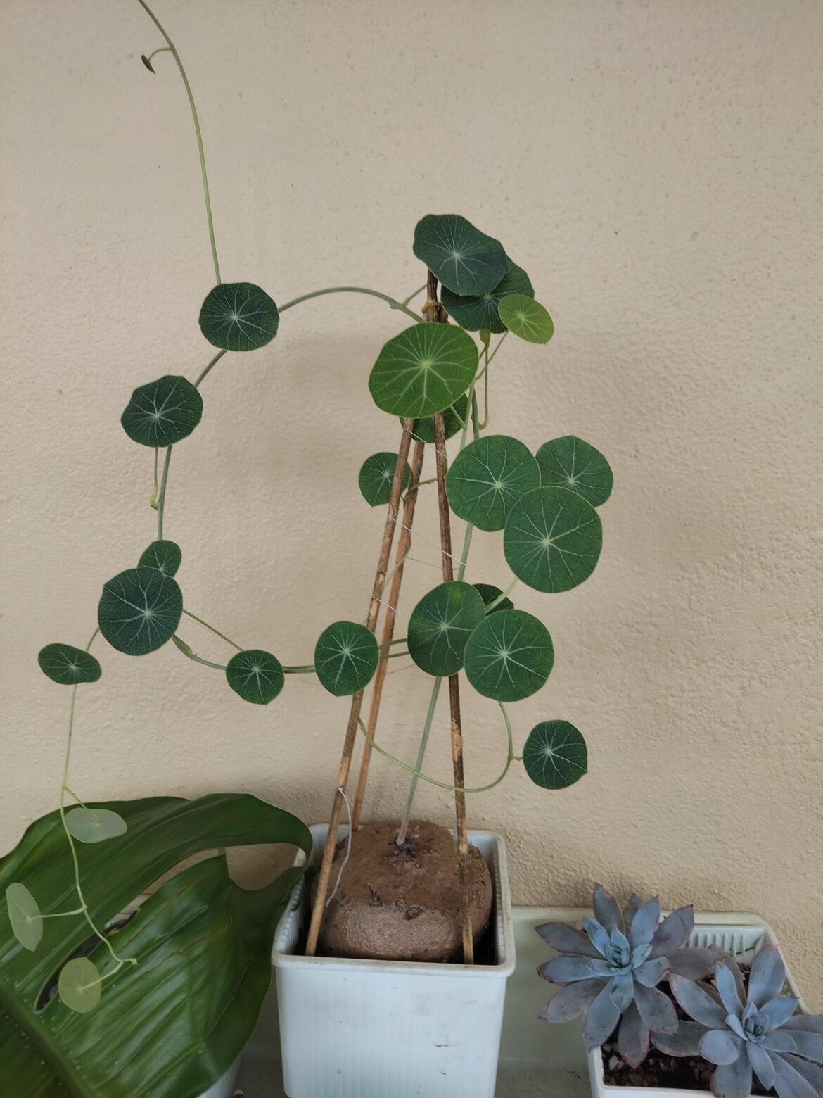 This Stephania Erecta my grandma brought a year ago. Any advice? This Stephania Erecta my grandma brought a year ago. Any advice?