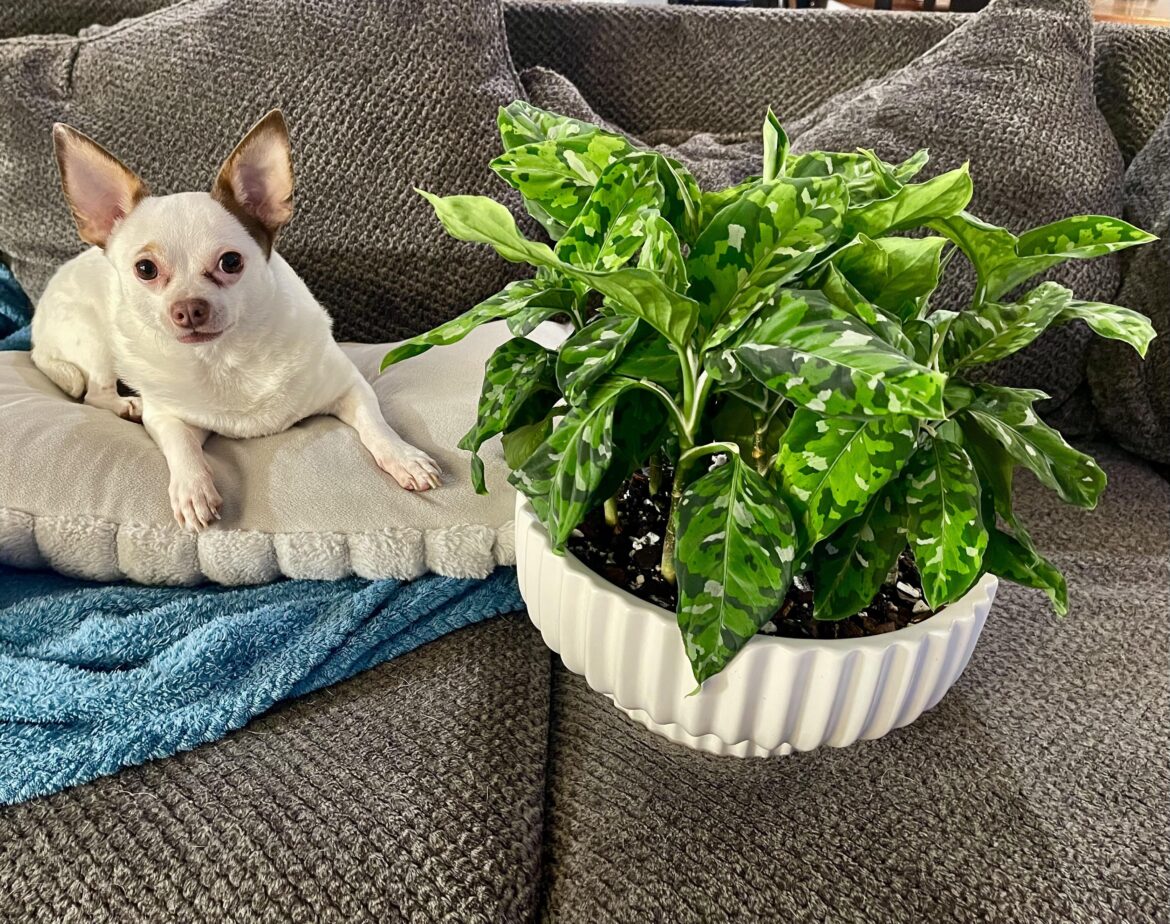 My huge pictum tricolor (with chihuahua for scale)