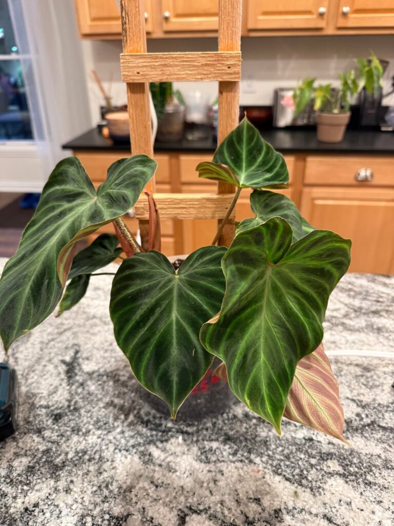 Do I have multiple philodendron verrucosum plants?