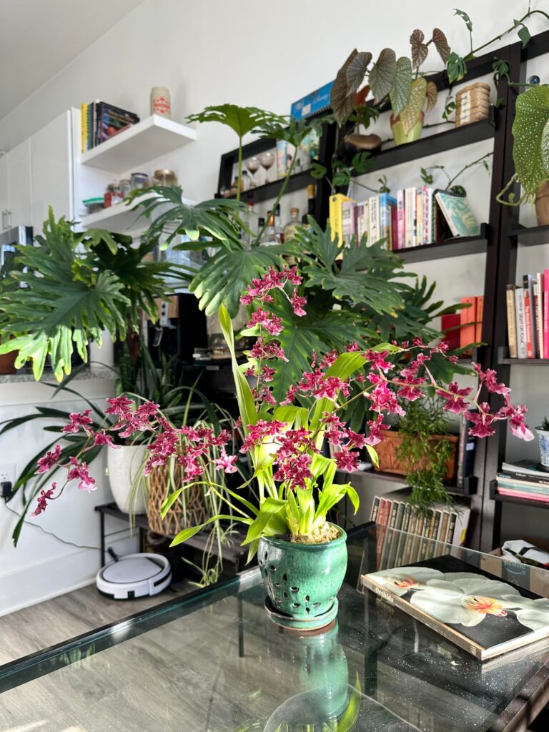 four spike sharry in full bloom