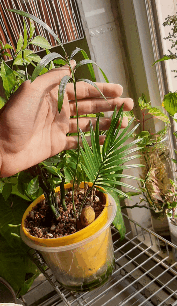 Grow cycad from seed!