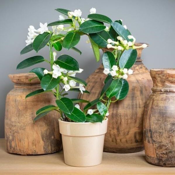 Amazon Madagascar jasmine wreath