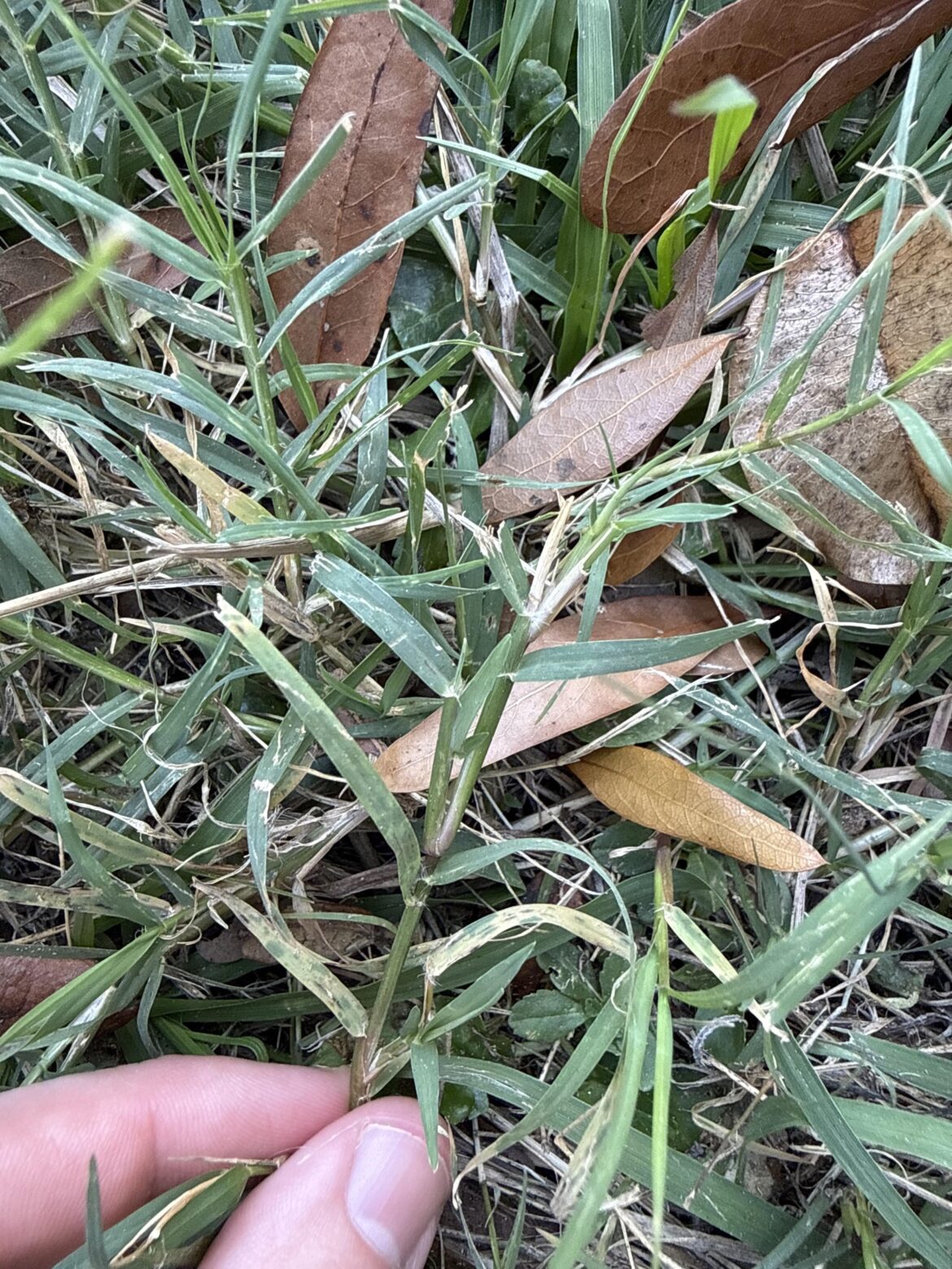 Just bought a Home in Tampa, FL. Help me identify this grass.