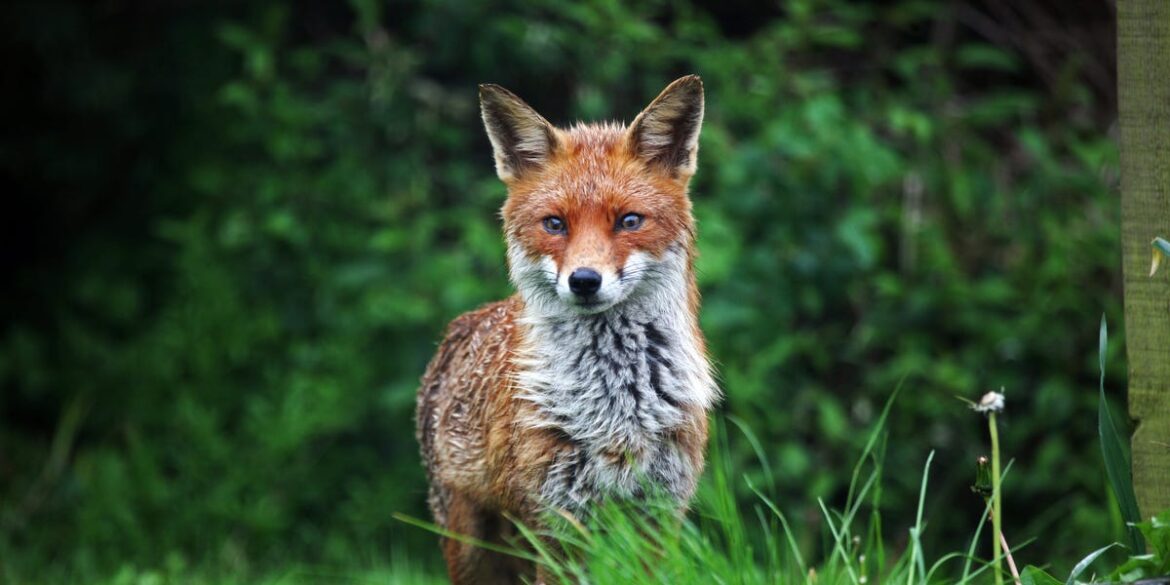 How To Deter Foxes From Your Garden – Safely And Humanely