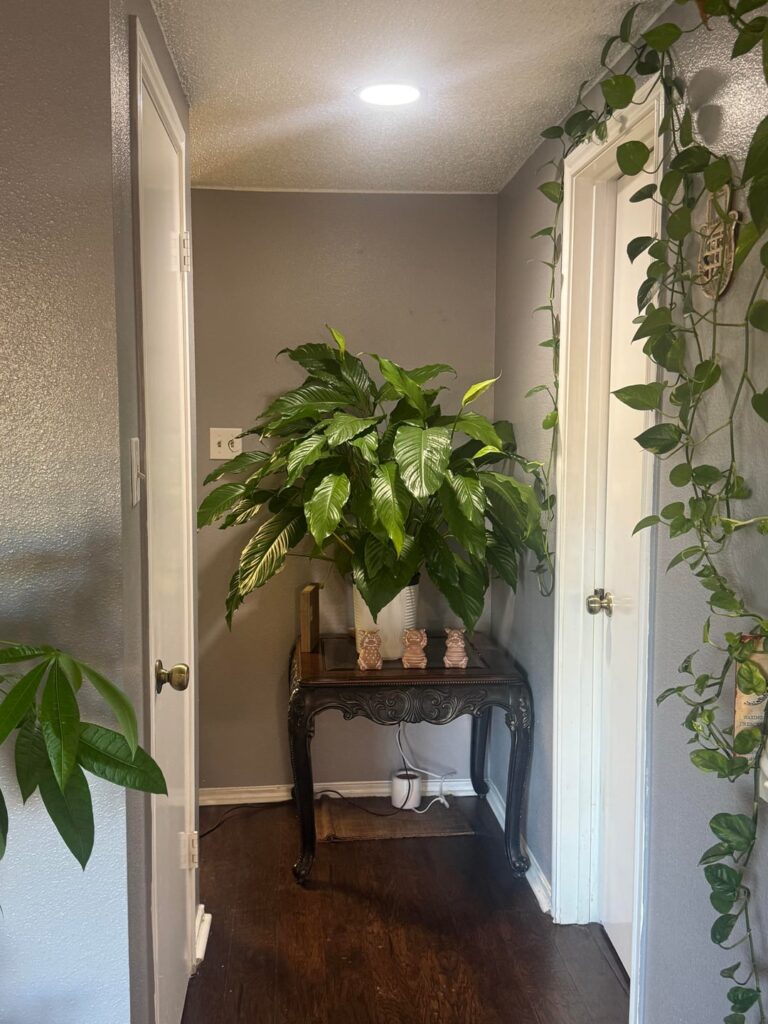 My peace lily looks pretty happy I’d say. 🥰