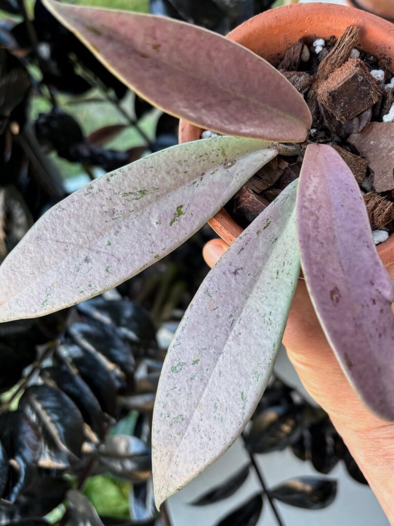 Some favorite leaves 🌿