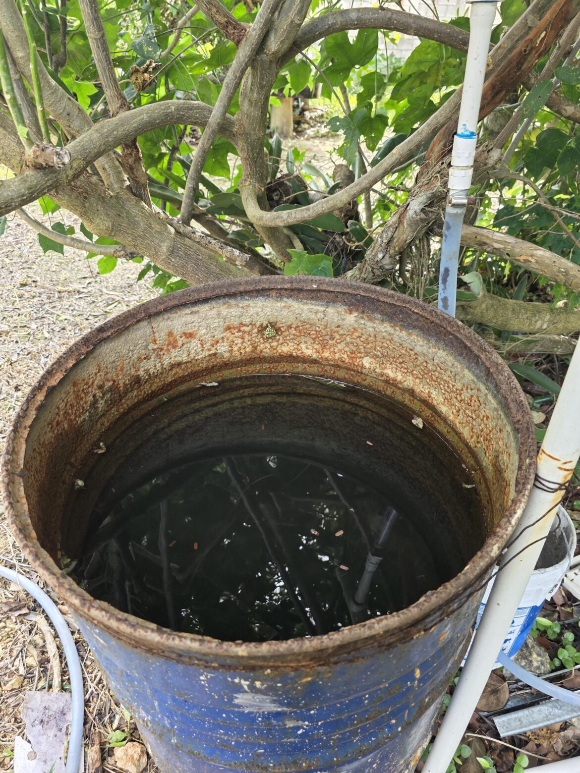Do mosquito barrels really work?