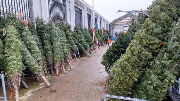 Fresh cut natural Christmas trees for sale Fresh cut natural Christmas trees for sale